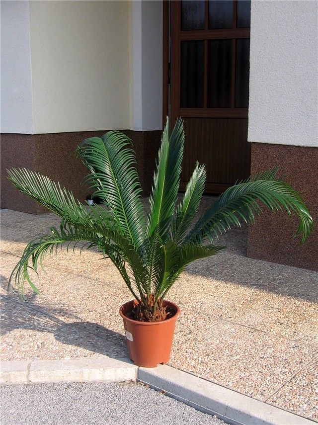 Cycas Revolute